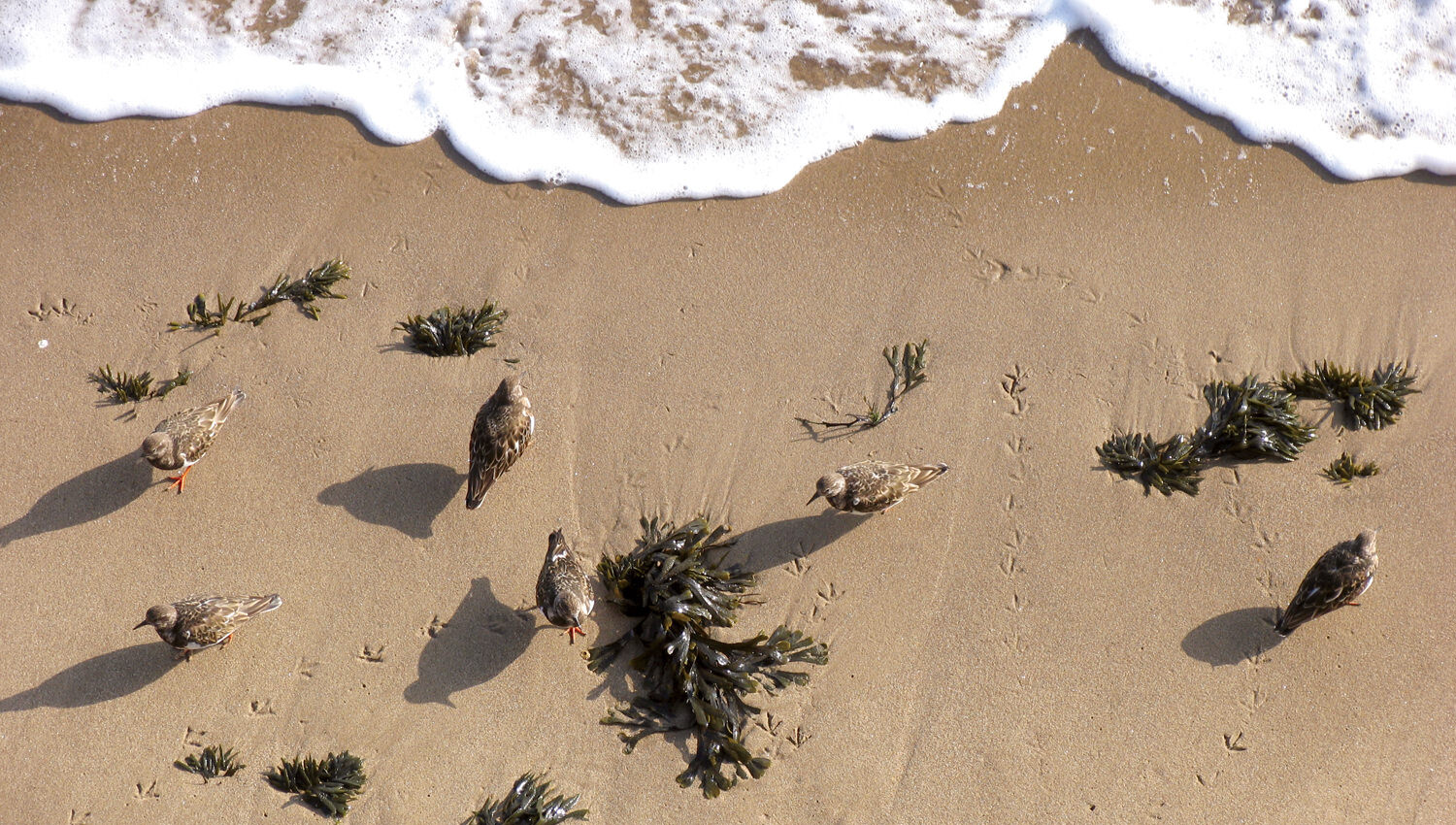 Stunning Scarborough - Sand Pipers on the South Bay beach, outside The Spa