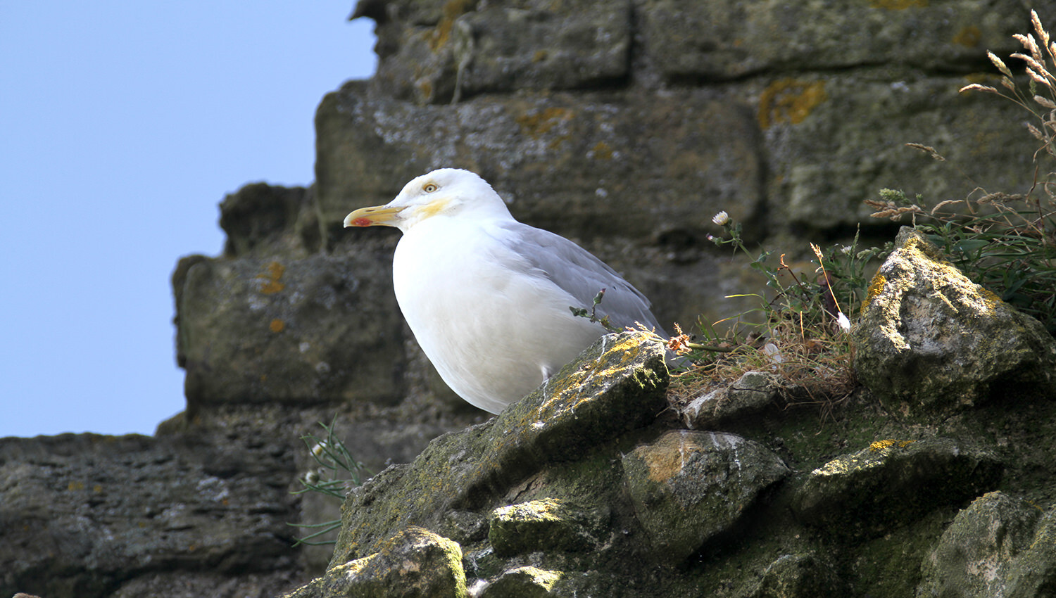 Stunning Scarborough - Seagull chillin', at Scarborough Castle